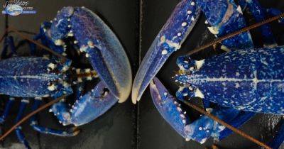 Один на 2 миллиона. Во Франции обнаружили чрезвычайно редкого синего омара (фото)