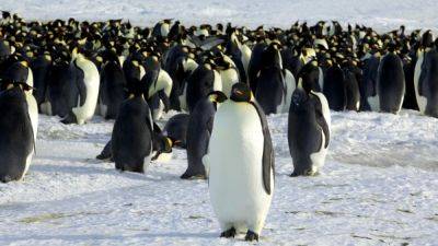 Пингвинам в Антарктиде грозит вымирание от птичьего гриппа