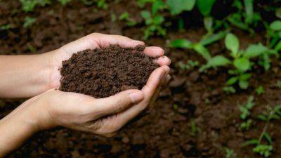Кислотность почвы – как снизить - полезные советы и средство - apostrophe.ua - Украина