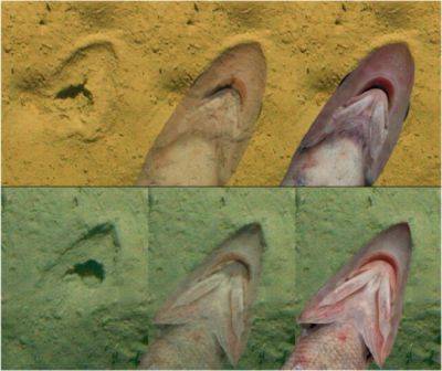 Ученые обнаружили следы рыб-гренадеров, которые раньше считали следами копыт - фото