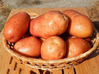 Это картошка или арбузы: черниговский фермер вырастил огромную бульбу - дачники вне себя от зависти