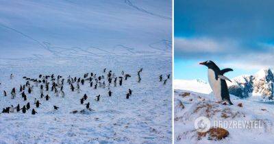 Пингвины в Антарктиде – на станцию Академик Вернадский прибыли пингвины для гнездования - фото - obozrevatel.com - Украина - Антарктида - станция Академик Вернадский