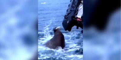 Морж напал на лодку россиян в Северном Ледовитом океане — видео