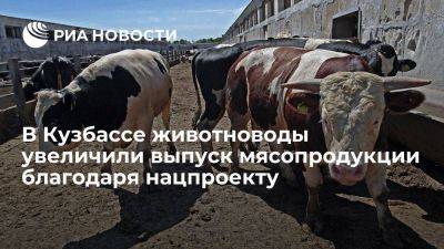 В Кузбассе животноводы увеличили выпуск мясной продукции благодаря нацпроекту