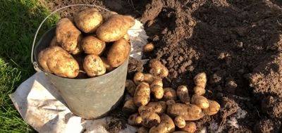 Лучше купите сразу два мешка и поставьте их на балкон: в Украине могут резко взлететь цены на картошку