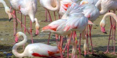 Впервые в Украине. В Тузловских лиманах в Одесской области розовые фламинго вывели 192 птенца