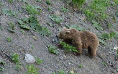 В Ташкентской области заметили бурого медведя. Животное из-за нехватки пищи утащило двух овец