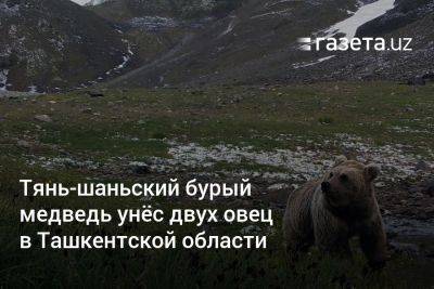 Тянь-шаньский бурый медведь унёс двух овец в Ташкентской области