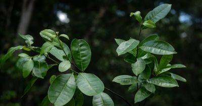 Пропавшее на 200 лет. В Бразилии вновь открыли дерево Холли, которое считалось утерянным навсегда