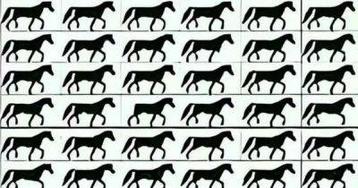 Хитрая головоломка: только люди с идеальным зрением смогут найти лошадь без хвоста