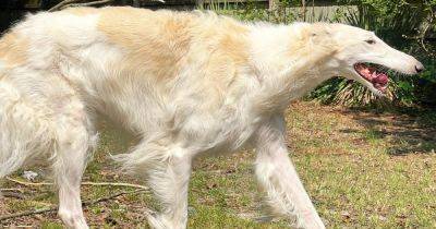 Борзая по кличке Эрис претендует на звание самой длинноносой собаки в мире (фото, видео)