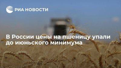 "Совэкон": в России цены на пшеницу упали до июньского минимума