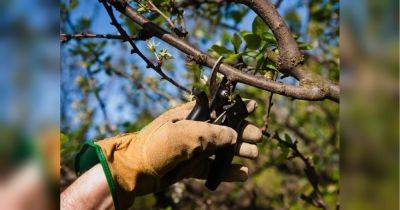 Главное — не опоздать: когда нужно обрезать яблони в саду и как это правильно сделать - fakty.ua - Украина