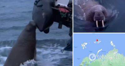 Моржиха напала на лодку россиян в Северном Ледовитом океане – видео и реакция сети