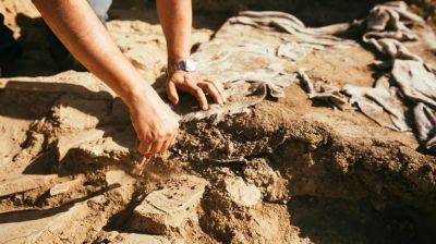 В США женщина случайно нашла кости динозавров - видео