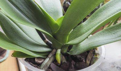 Вам поможет обычный лимон: как заставить орхидею пышно цвести, даже если она подсохла