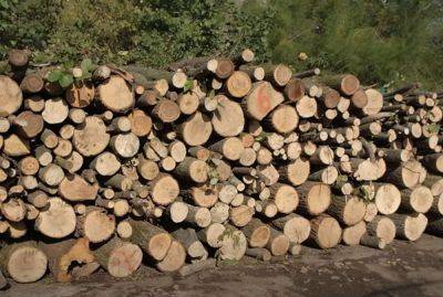 Отопительный сезон все ближе: сколько уже сейчас стоят дрова