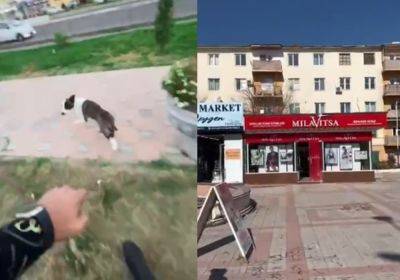 Чирчикский блогер, критиковавший магазин нижнего белья в Ташкенте, теперь взялся за собак. Видео