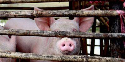 В части Голосеевского района Киева ввели карантин из-за африканской чумы свиней: что запрещено