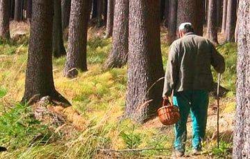 «Не помните мне грибы»: в белорусских лесах произошел показательный случай - charter97.org - Белоруссия - район Быховский
