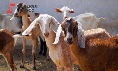 Иркутянин получит 10 млн рублей из госбюджета на площадку с козами