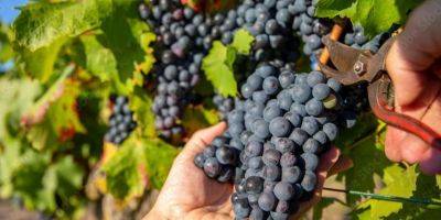 Напиток выносливых. 1 октября в столице будут делать вино с виноградников Киева — как приобщиться и когда его можно попробовать