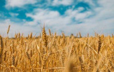 Польша не спешит отменять эмбарго на украинское зерно