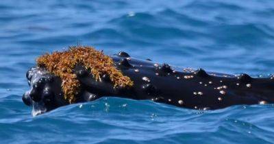 Неделя моды в океане. Зачем киты надевают шляпки из водорослей и рассекают моря (видео)