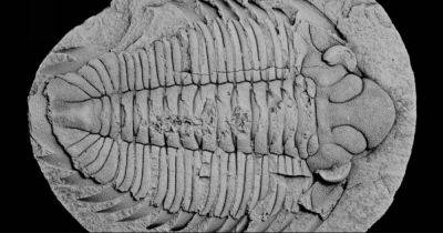 Последняя трапеза. Ученые поняли, чем питались древние трилобиты, жившие на Земле 465 млн лет назад