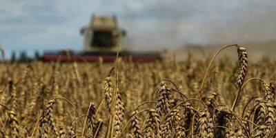 Петр Мюллер - Тарас Качка - Роберт Телус - В Польше заявили, что не будут отменять запрет на импорт украинского зерна - nv.ua - Украина - Румыния - Венгрия - Польша - Болгария - Словакия