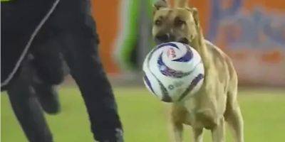 Четырехлапый футболист. В Мексике собака выбежала на поле во время матча и отобрала у игроков мяч — видео