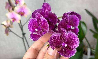 Облепит цветками, словно по волшебству: как правильно обрезать орхидею