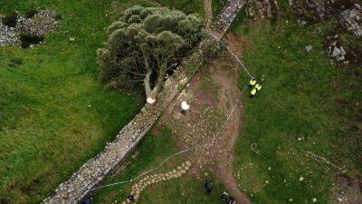 На севере Англии найдено поваленным "Дерево Робин Гуда"