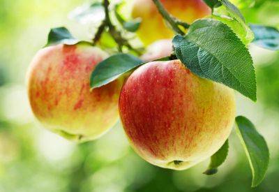 Лучше не рискуйте: можно ли оставлять на земле сгнившие яблоки и груши
