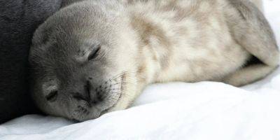 Было более 200 вариантов. Украинские полярники выбрали имя для новорожденного тюлененка