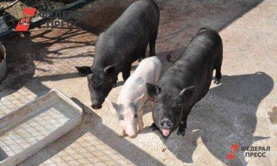 Нежелание страховаться не позволит кубанским аграриям получить деньги из-за чумы свиней