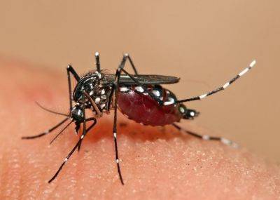 Житель Кохав-Яир завез в Израиль вирус лихорадки денге