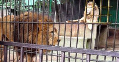 Лев - Перекусил шею: в Японии лев растерзал смотрителя зоопарка, пытавшегося заманить хищника в клетку (фото) - focus.ua - Украина - Австралия - Япония - Мексика