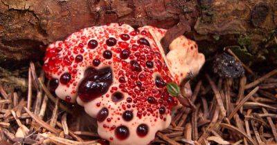 Дьявольский кровоточащий зуб. Ужасающий гриб в будущем может стать спасением человечества (фото) - focus.ua - Украина