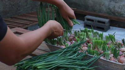 Урожай появится уже через неделю: как в домашних условиях выращивать зеленый лук круглый год