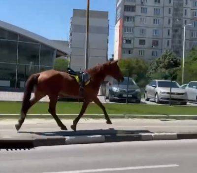 Харьковчане просят запретить конные прогулки по городу