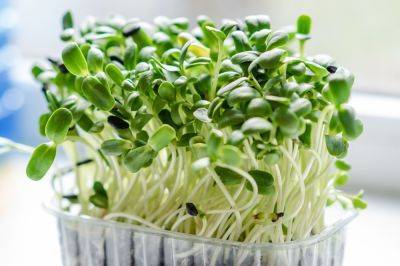 Как выращивать микрозелень в домашних условиях – растения для микрозелени и способы выращивания