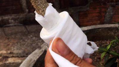 Как вырастить саженец с корнями на дереве с помощью туалетной бумаги – дачные лайфхаки