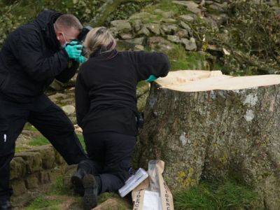 В Англии задержали двух человек, которые срубили известное дерево