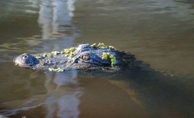 Флорида: огромный аллигатор пойман с человеческими останками в пасти /видео/ - obzor.lt - США - USA - шт.Флорида - Нападение