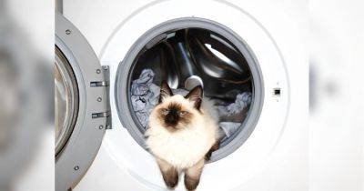 Чтобы не тратиться на ремонт: какие средства нельзя добавлять в стиралку-автомат