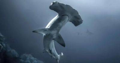 Последние штрихи: ученые запечатлели момент формирования молота у вымирающей акулы (видео)