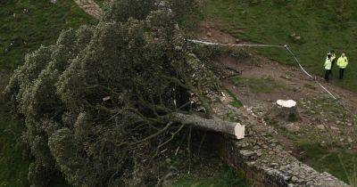 Легендарное "дерево Робин Гуда" могли уничтожить ради контента в TikTok, – полиция (видео)