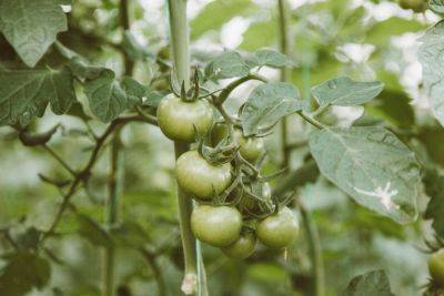 Зеленые помидоры на огороде - как сделать их красными быстро - полезные советы