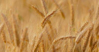 В Беларуси собрано 98 % зерновых колосовых и зернобобовых культур